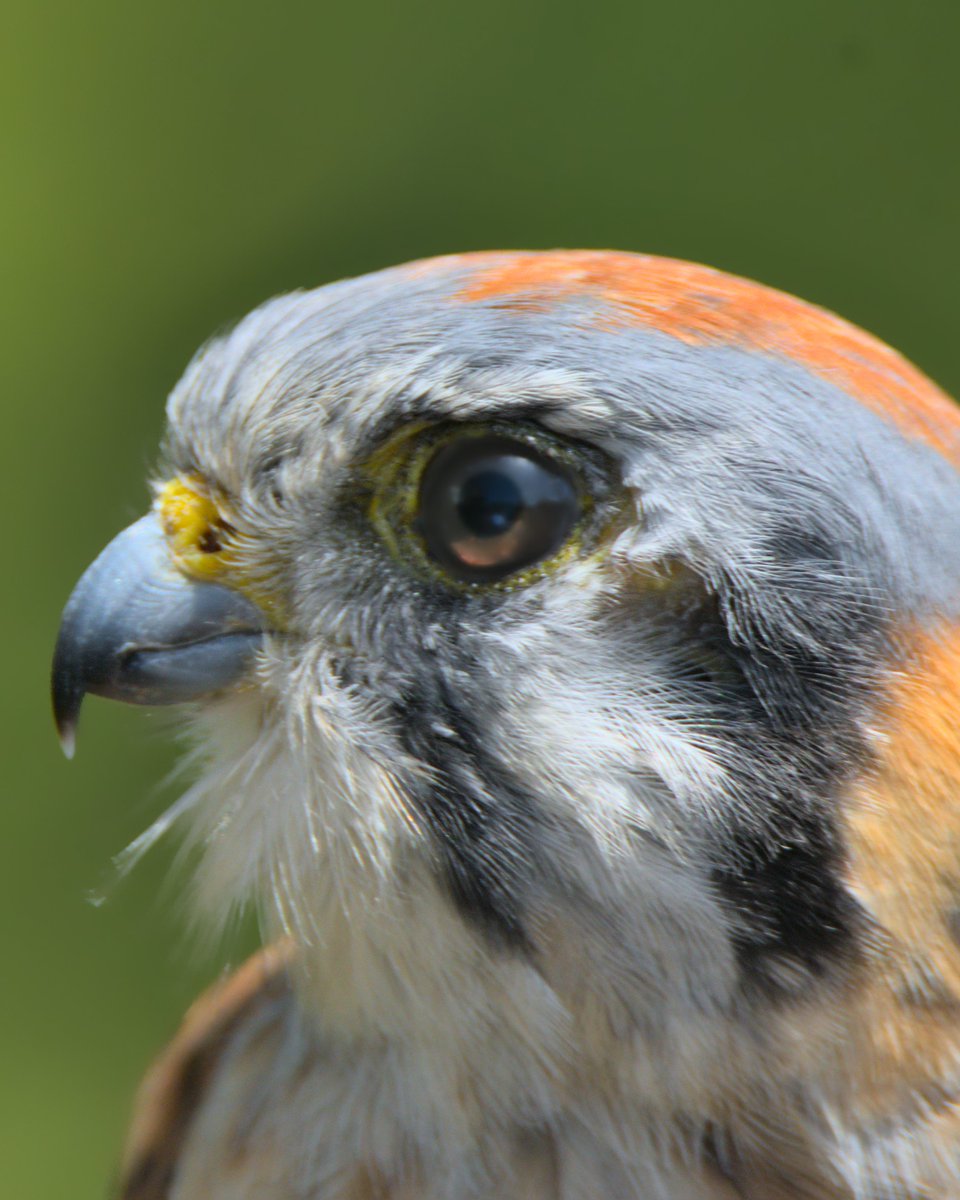 The amazingly cute American Kestrel 😍
Animal ambassador cared for <a href="/thelivingcoast/">The Living Coast</a>  Discovery Center, Chula Vista

#birds #birding #birdwatching #birdphotography #raptors #birdsofprey #BirdsofTwitter #BirdTwitter #livingcoast #conservation #naturephotography #portrait #birdlovers