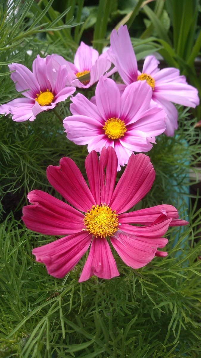 Celiawood18's tweet photo. What #ColourCombinations work for you? Sometimes colours you think might clash work.
Why not share yours.
#Flowers
#GardeningTwitter https://t.co/BE3yqZ0jGg