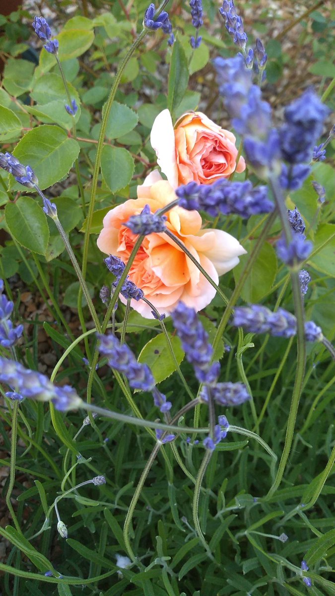 Celiawood18's tweet photo. What #ColourCombinations work for you? Sometimes colours you think might clash work.
Why not share yours.
#Flowers
#GardeningTwitter https://t.co/BE3yqZ0jGg