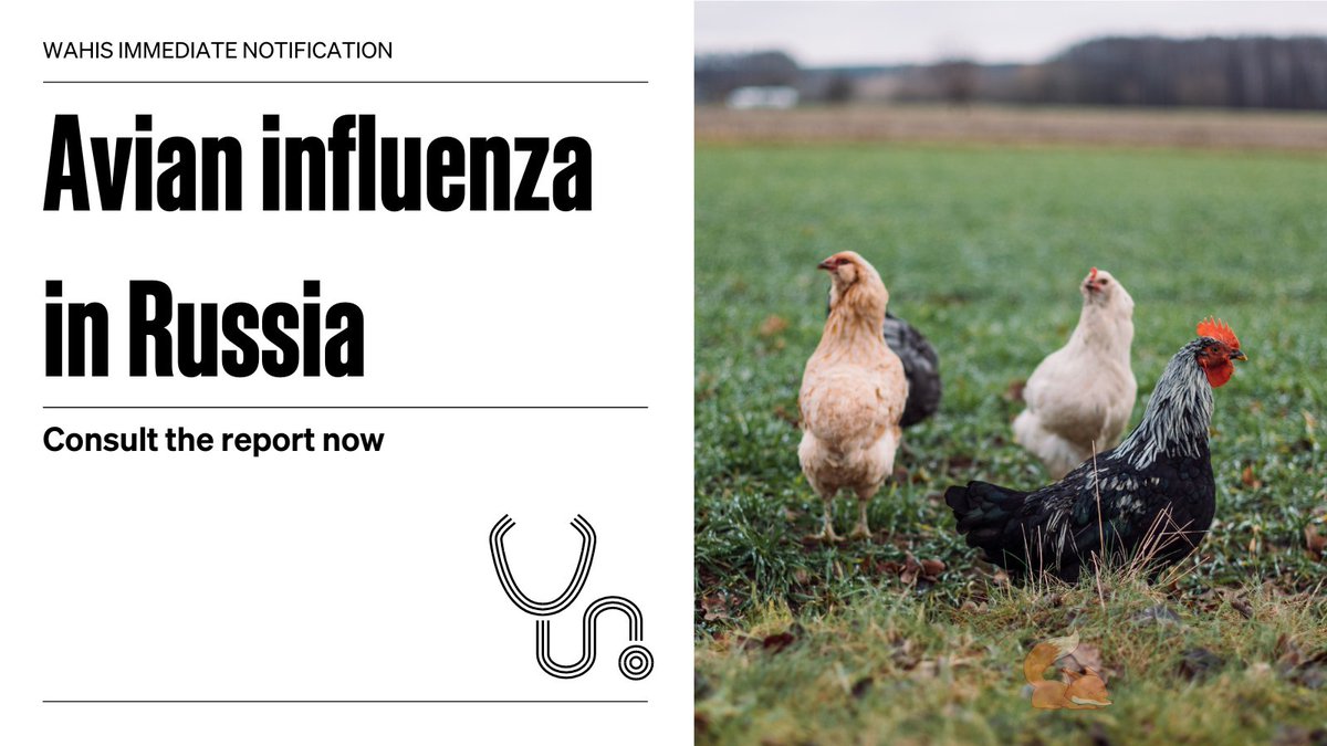 WOAH's tweet photo. #Russia reported the first ever occurrence of high pathogenicity #AvianInfluenza in a zone via #WAHIS. The outbreak has resulted in the death of 27,084 domestic birds. 490,644 birds remain susceptible to infection. 

Consult the full report: https://t.co/MVcPyNGVDM https://t.co/CEp8FcNu8A