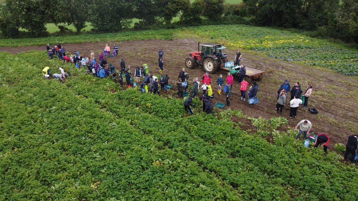 Our 1st dig your dinner on Saturday saw 30 families see exactly where their food comes from.  We do it all again on the 12th of August.  Few places left! <a href="/LionraLC/">Líonra Leitir Ceanainn</a>  also hosting a ‘dig’ as Gaeilge on the same day.  Contact them to book the Irish version!