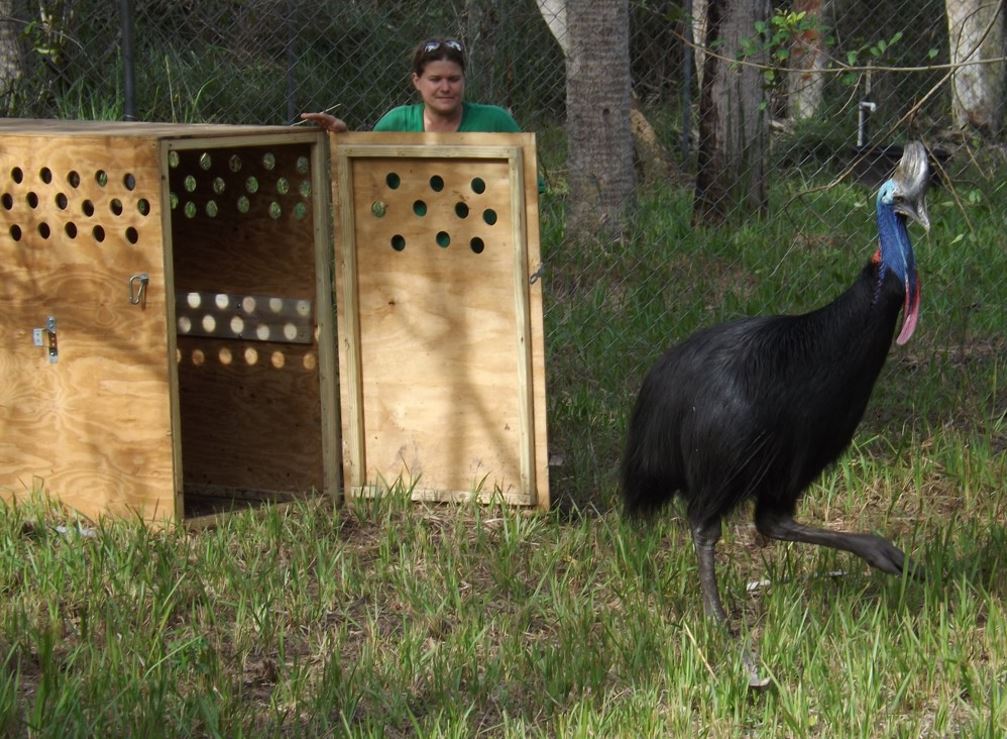 Tetrapod Zoology ver 4 is five years old! A quick look back at a year's blogging, with references to #AncientSeaReptiles #MesozoicArt <a href="/sharkbitesteve/">Steve White</a> <a href="/BenGThomas42/">Ben G Thomas</a> #TetZooCon #cassowaries <a href="/TheCassowaryKid/">Dr. Todd L. Green</a> <a href="/cassowaryconsrv/">Cassowary Conservancy</a> and more....  tetzoo.com/blog/2023/7/28…