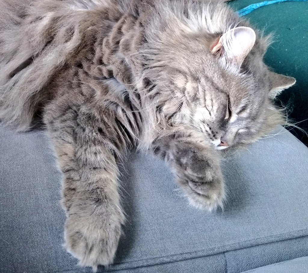 Xena: On today's #brekkiewiffxena we will be making a classic english dish called vole in the hole.

Staff: i think you mean toad in the hole

Xena: no, the toad is in the hostas

Staff: there's a toad in the hostas?

Xena: yas, but he's lunch