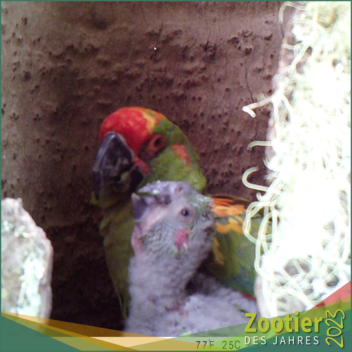 Eigentlich brüten Rotohraras in Felswänden. Doch eine kleine Gruppe hat damit begonnen in JanchicocoPalmen zu brüten. Hier das erste Foto der Nestkamera.

#zootierdesjahres #zootierdesjahres2023 #ara #zoos #conservation #zgap #macaw #wildlife #conservation #waza #eaza