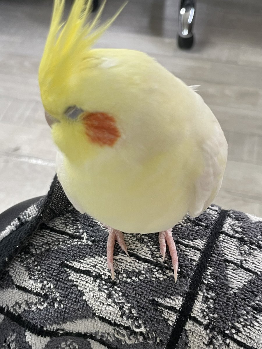 今日は仕事中ずっと私の椅子の肘置きにいます。
甘えん坊おはぎ君

まん丸だなぁ