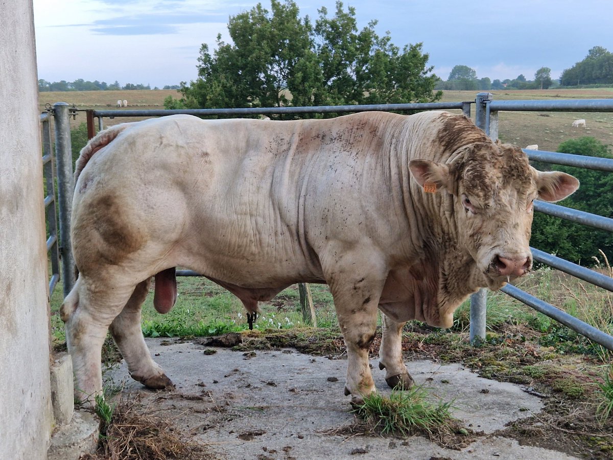 DanMael85's tweet image. Grand départ aujourd'hui de Magma 😔 (7 ans), avec plus de 250 veaux de lui et une sacré vacherie à venir, mon meilleur taureau et de loin depuis 13 ans que je suis à la ferme mais bon ça fait plus de 2 ans que je trie ses femelles pour la saillie, au revoir mon gros loulou