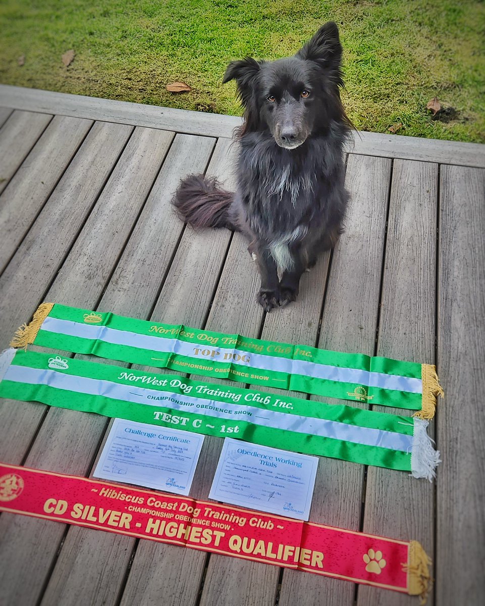 shashi_s's tweet photo. An incredible weekend of ups and downs.
Upgraded the CDX title to CDXS (silver)
Won Test C show along with the Top Dog for the show!
we are getting back into the game now!
#ziathedog #bordercollie #samoyed #blackdog #blackdogsrule #nz #dogsofnz #obedience https://t.co/QN0JuvoN0I