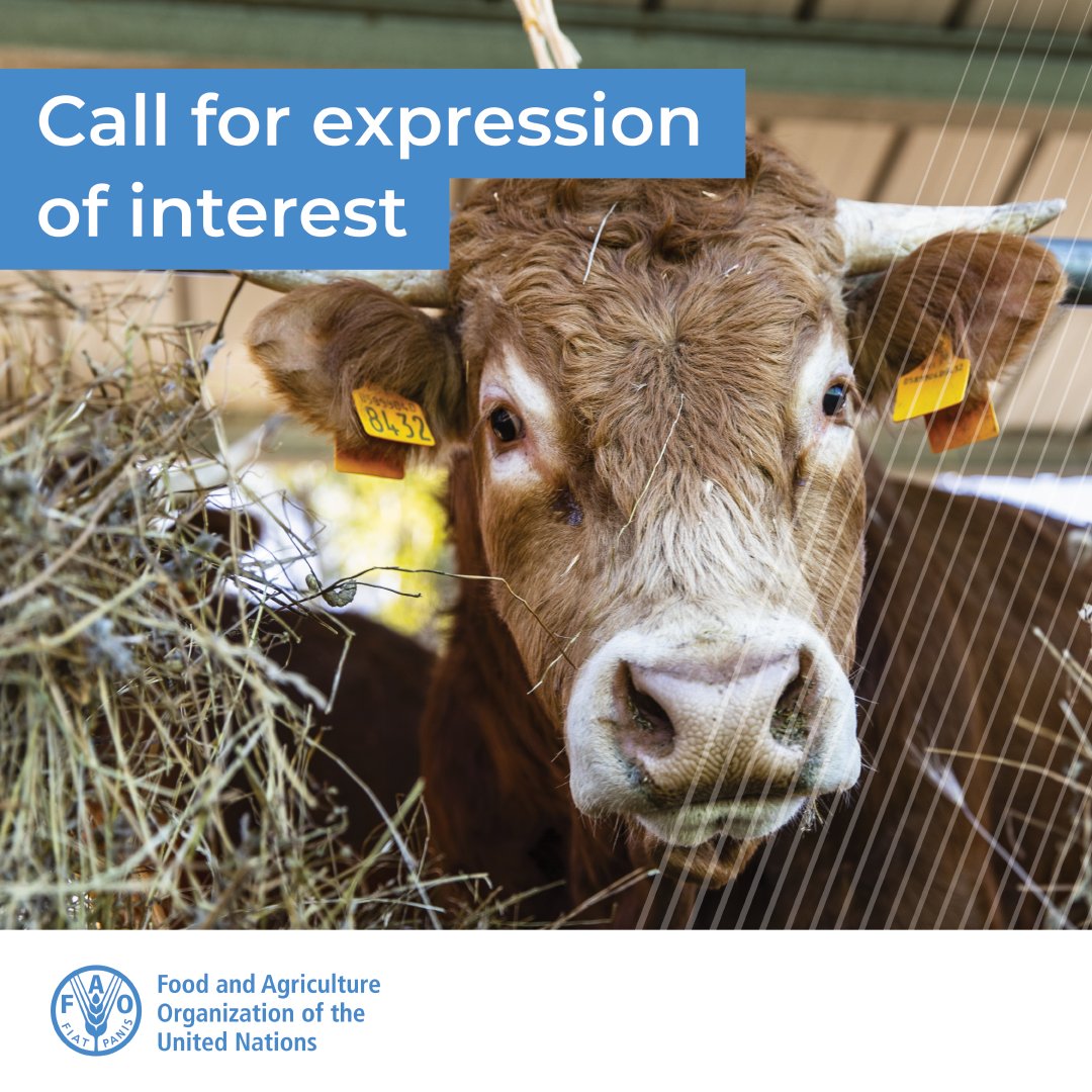 FAOLivestock's tweet photo. 📢 Call for Expression of Interest | Progressive Control Pathway for foot-and-mouth disease Support Officers (PSOs)

📝 Apply now and join @FAO's mission in combatting transboundary animal diseases!

📆 Deadline for submissions: 8 August

https://t.co/vV5ESG44B5 https://t.co/p9tvi6xViS