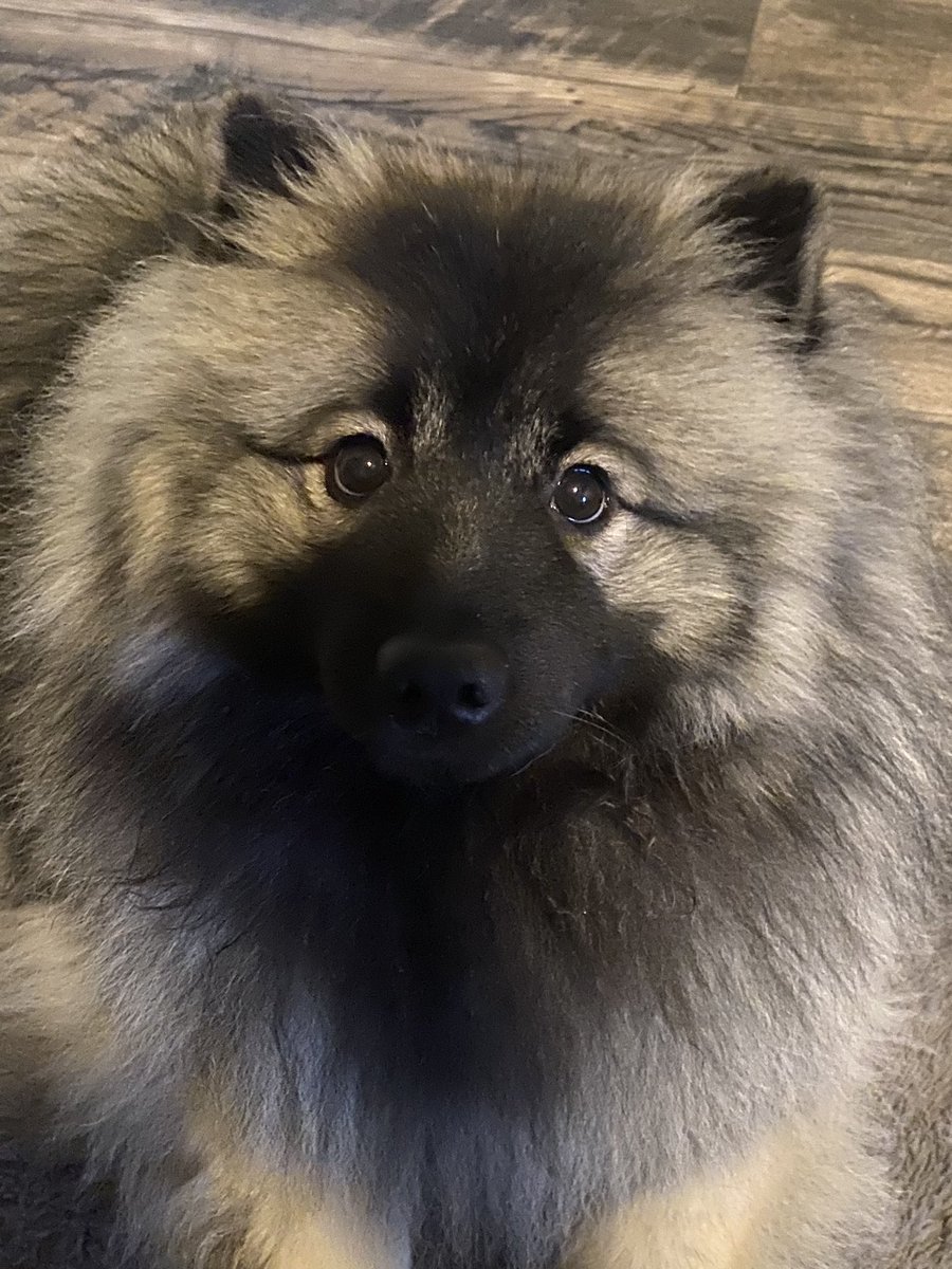 WebSlingPI's tweet photo. @ThieviusFeline // SHES SO CUTE OMG she’s gonna make my heat explode

Not a thought behind those eyes but omg she’s my little baby https://t.co/LU2Gv08RxW
