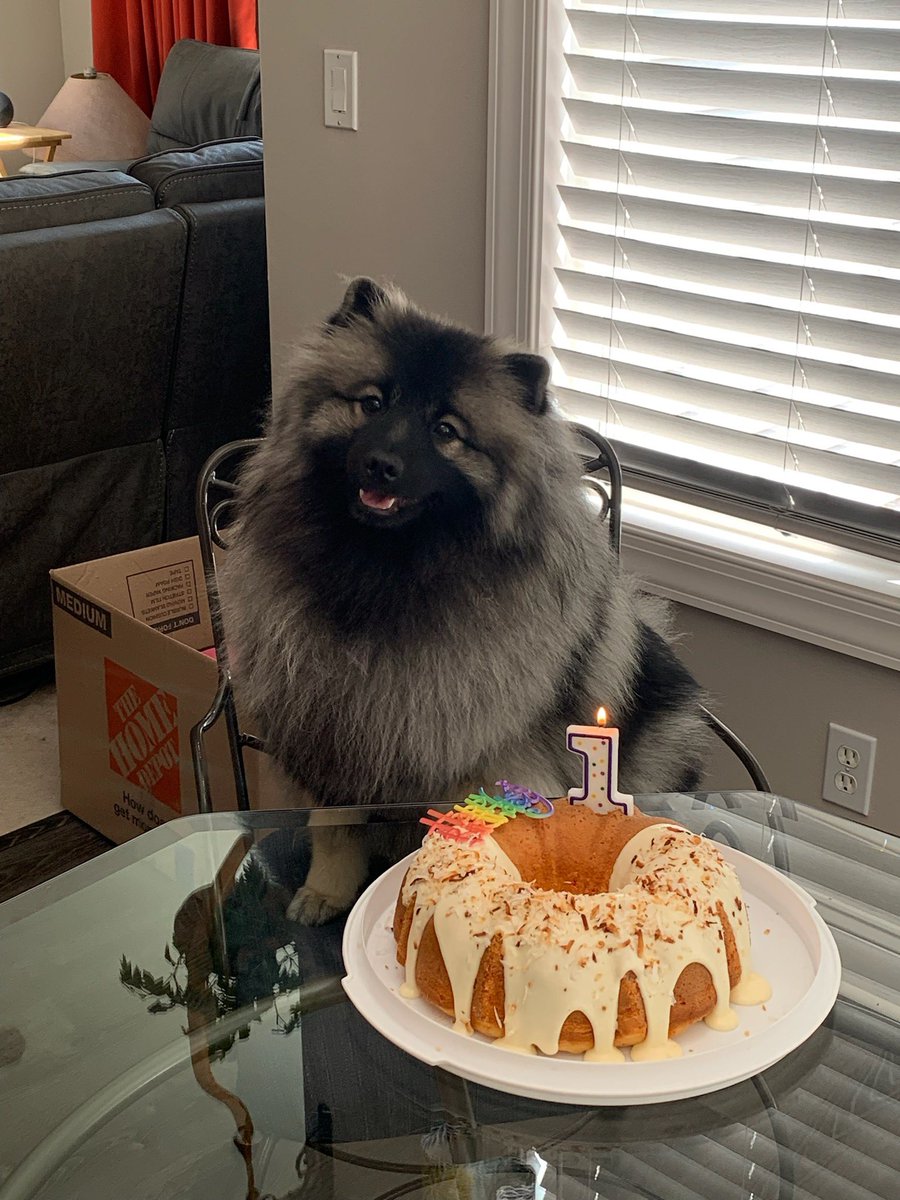 WebSlingPI's tweet photo. @ThieviusFeline // SHES SO CUTE OMG she’s gonna make my heat explode

Not a thought behind those eyes but omg she’s my little baby https://t.co/LU2Gv08RxW
