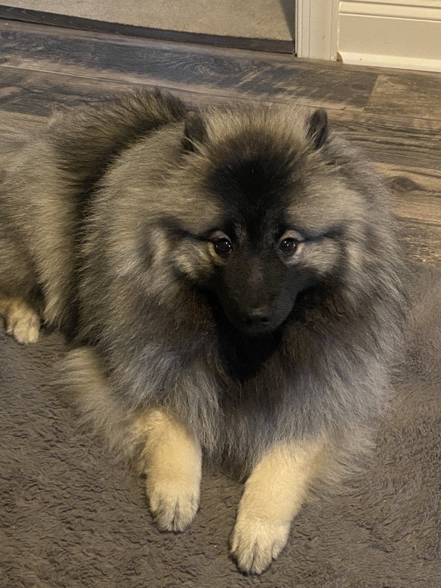 WebSlingPI's tweet photo. @ThieviusFeline // SHES SO CUTE OMG she’s gonna make my heat explode

Not a thought behind those eyes but omg she’s my little baby https://t.co/LU2Gv08RxW