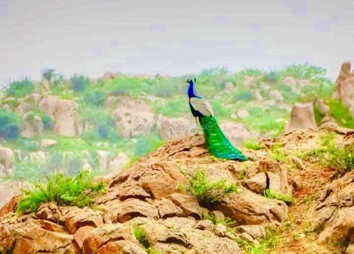 SindhooNawaz's tweet image. سنڌ جي تاريخي ماڳ ڪارونجھر جي نيلامي خلاف اسلام آباد ۾ ڀرپور احتجاج ڪيو ويندو ✊

#SaveKaroonjhar
#SaveKirthar
#SaveSindh