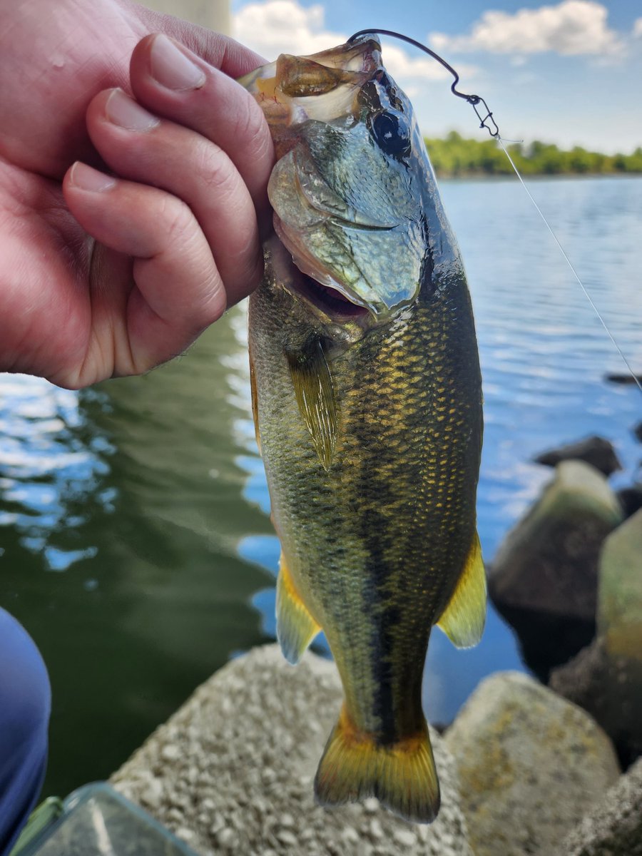 久しぶりに荒川へ。元気なやつらに遊んでもらえました☺️

#荒川
#バス釣り