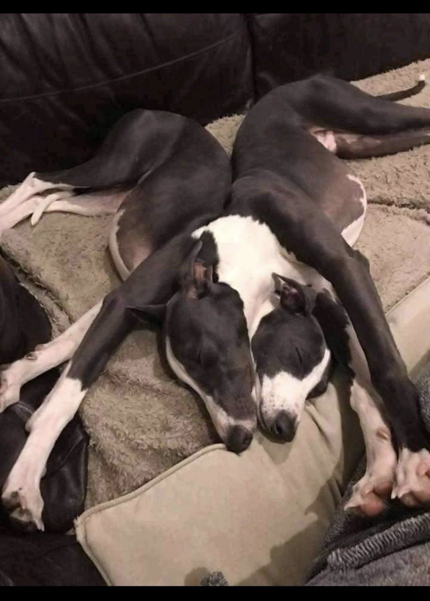 JasonStiff's tweet photo. So Twitter is X now, eh?
Maybe I'd like "new Twitter" better if they made this the logo instead:
#dog #dogs #dogsoftwitter #twitter #newtwitter #oldtwitter #twitterx #twitterisx #xistwitter #x #xlogo #logo #RIPTwitter https://t.co/xgP8bG53cr