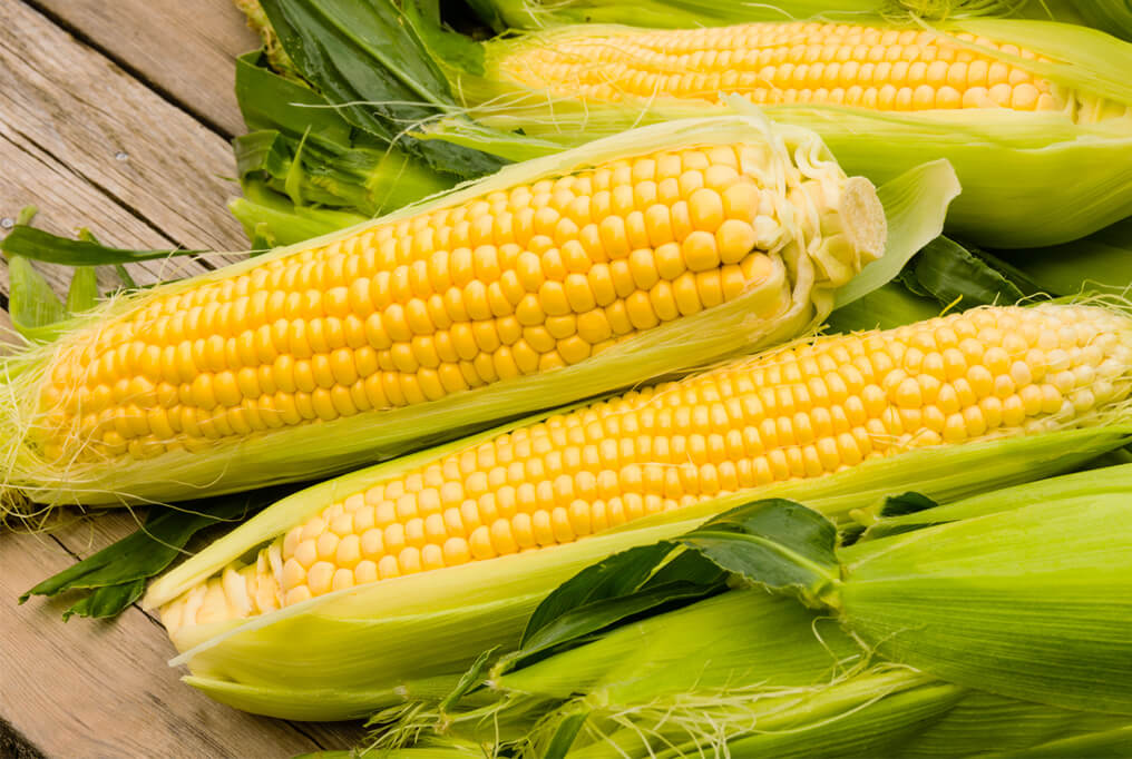 cornmaster_ng's tweet photo. Wet Corn

With best farming practices maintained, our wet corn are produced with open pollination on a large span of land.

Twitter: @cornmaster_ng
Instagram: @cornmaster_ng
Facebook: @cornmasterng
LinkedIn: @cornmaster

info@cornmaster.ng
https://t.co/IwpeFuZpDb https://t.co/Q2rczDvj5d