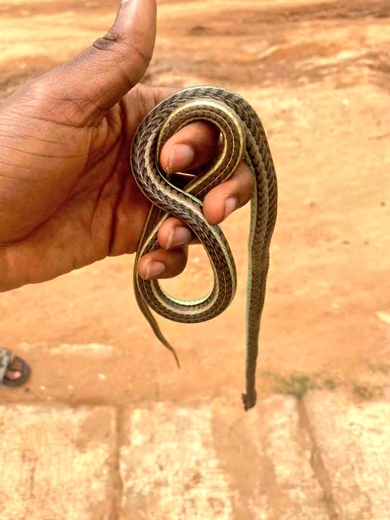 EvansquezN's tweet photo. This snake stung me twice and it died immediately without touching it. Am I the danger? https://t.co/bhSFBg3mXC
