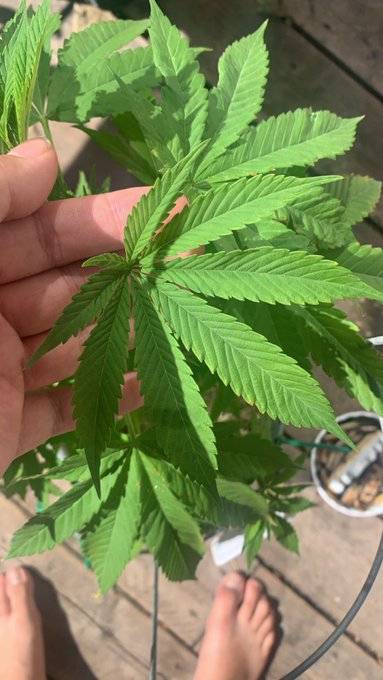 Check out my first 8 point lead on Blossom, I haven&rsquo;t tried growing before and I love how she&rsquo;s coming<a href="/tag/plants"class="tags"><span>#plants</span></a><a href="/tag/gardening"class="tags"><span>#gardening</span></a><a href="/tag/growing"class="tags"><span>#growing</span></a><a href="/tag/weedlovers"class="tags"><span>#weedlovers</span></a><a href="/tag/weedmob"class="tags"><span>#weedmob</span></a>