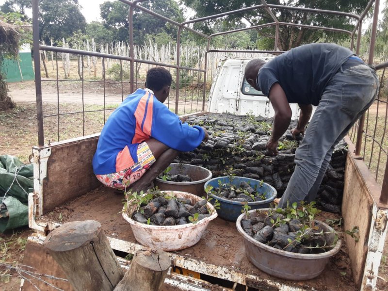 Seedling distribution underway at the nursery we support in Kenya.. Its been raining heavily in Boré for months so the ground is saturated - meaning that now is the perfect time to plant trees funded by our schools project. #ClimateAction #ClimateEmergency #climatesolution