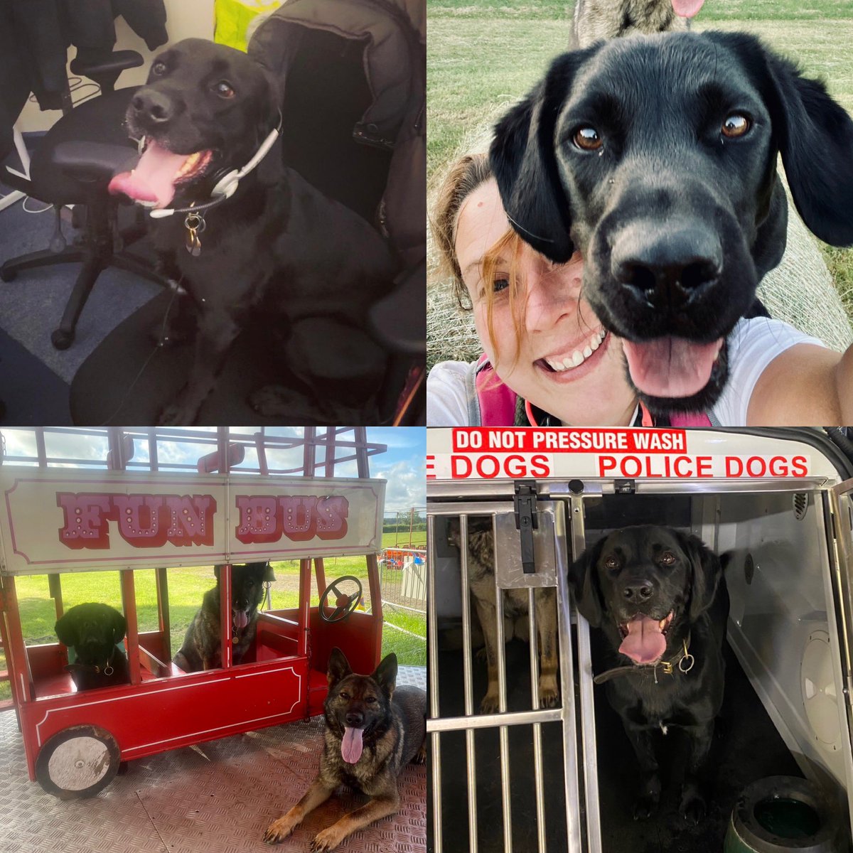 amydeemo's tweet photo. Happy Gotcha Day PD Rufus!!! 4 yrs ago I collected you after family circumstances changed.
A clumsy whirlwind of a search dog but the softest sensitive soul when not. His 2nd favourite pastime at work is to visit the OCC for & play πΎ with everyone πΆπ #PetToPD #PDRufus https://t.co/X2erpk1JFK