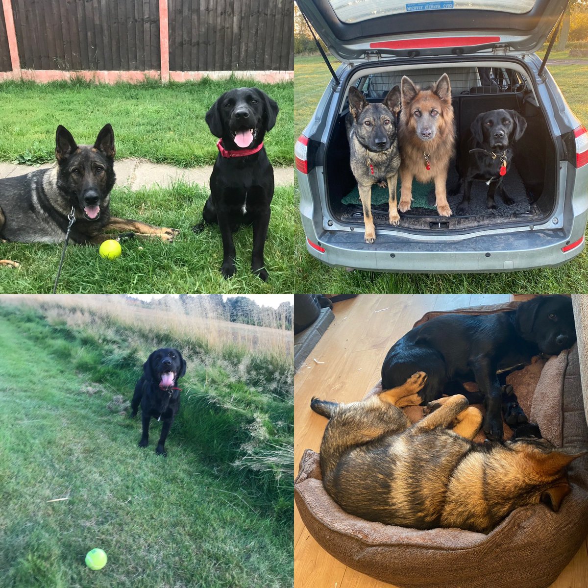 amydeemo's tweet photo. Happy Gotcha Day PD Rufus!!! 4 yrs ago I collected you after family circumstances changed.
A clumsy whirlwind of a search dog but the softest sensitive soul when not. His 2nd favourite pastime at work is to visit the OCC for & play πΎ with everyone πΆπ #PetToPD #PDRufus https://t.co/X2erpk1JFK