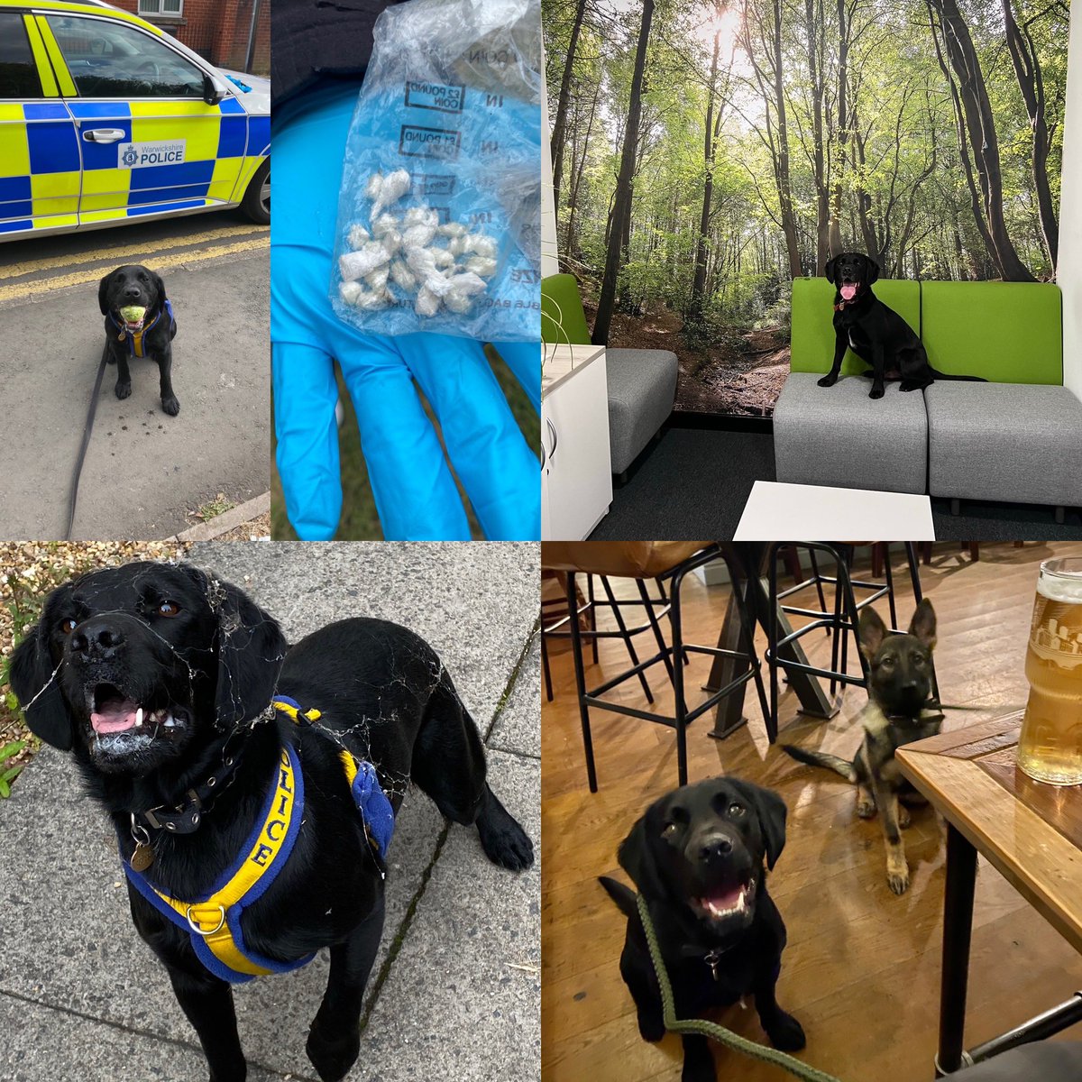 amydeemo's tweet photo. Happy Gotcha Day PD Rufus!!! 4 yrs ago I collected you after family circumstances changed.
A clumsy whirlwind of a search dog but the softest sensitive soul when not. His 2nd favourite pastime at work is to visit the OCC for & play πΎ with everyone πΆπ #PetToPD #PDRufus https://t.co/X2erpk1JFK