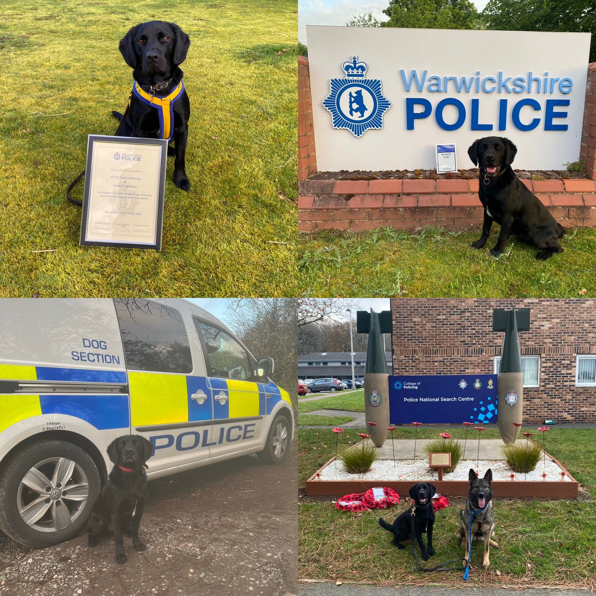 amydeemo's tweet photo. Happy Gotcha Day PD Rufus!!! 4 yrs ago I collected you after family circumstances changed.
A clumsy whirlwind of a search dog but the softest sensitive soul when not. His 2nd favourite pastime at work is to visit the OCC for & play πΎ with everyone πΆπ #PetToPD #PDRufus https://t.co/X2erpk1JFK