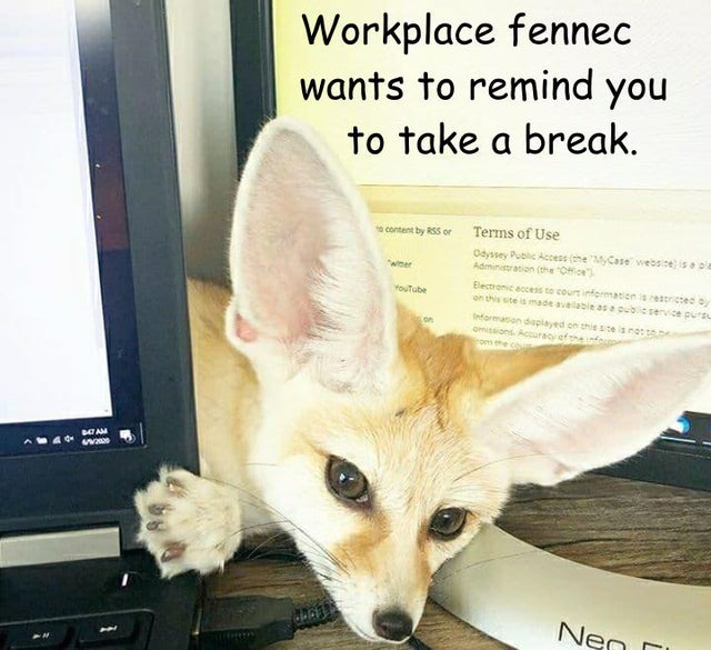 Fennec Every Hour! (@fenneceveryhr) on Twitter photo 