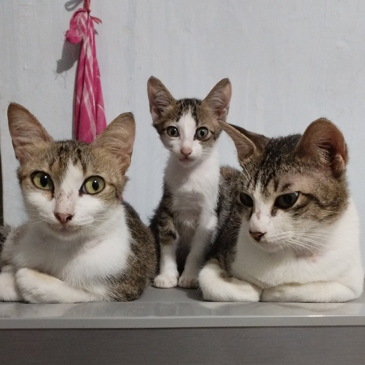 D_bogL's tweet photo. Kalah sama kucing :v https://t.co/nf7qZSgJ9Y