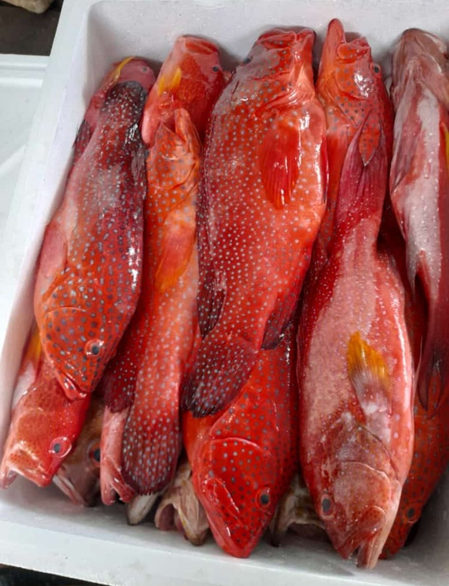 Jean_Voin_'s tweet photo. Selasa (18/07) Jean Voin Pattikawa,S.Pi Luhkan Kota Sorong melaporkan hasil tangkapan Kerapu Sunu Merah (Plectropomus leopardus) sebanyak 89 Kg, Harga jual 75.000/Kg. pemilik pak Ikbal A.
#GiatLuhkanSatminkalAmbon
#tangkap
#KotaSorong 
@BP3_Ambon https://t.co/saitC3N5EU