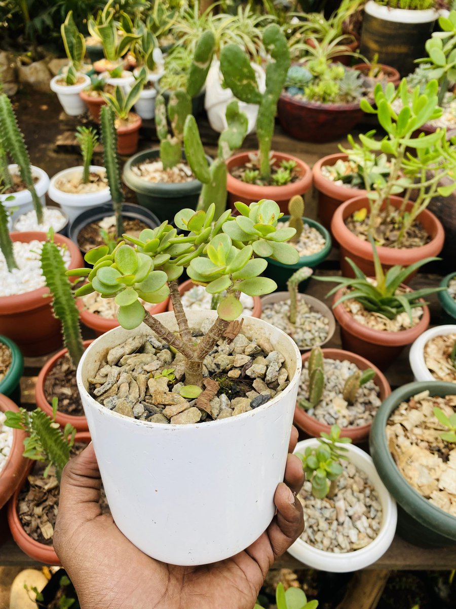 ugplants's tweet photo. 🌿 Rise and bloom, green souls! It's a brand new week, and we're here to inspire your plant-loving hearts. Embrace this Monday with the vibrance of nature and let your dreams take root! 🌱🌞 #MondayMotivation #UOT https://t.co/Ifnq28ny9g