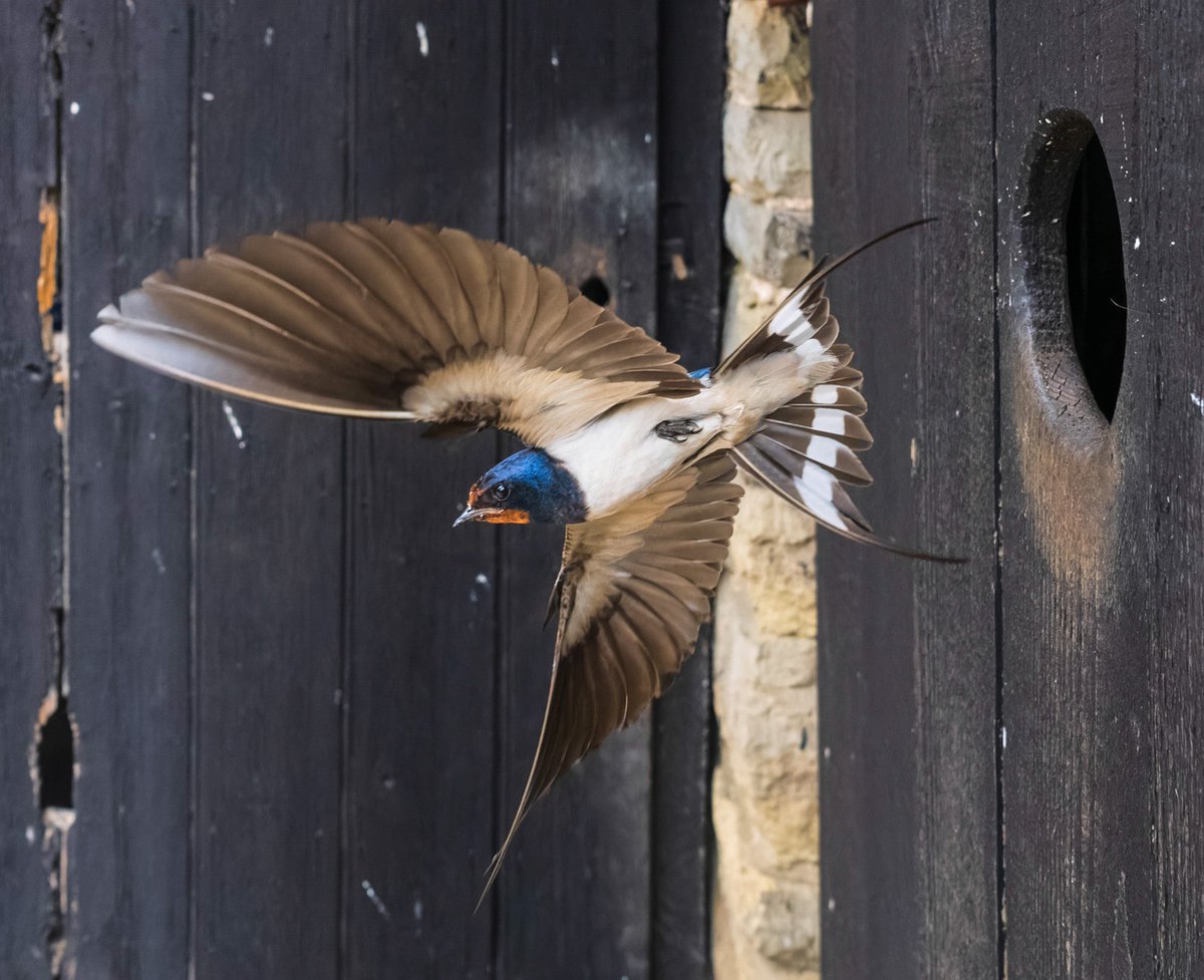 2peters's tweet photo. 40,000 shots over 3 years at this farm near Church Stretton and this is the pic I was finally hoping for - barn swallow so elegant as it flies OM1, 12-40 pre focused, 1/5000 sec. @Natures_Voice @ShropsWildlife @omsystem @BBCSpringwatch thanks to @imagery_t @SWNS https://t.co/PM2D8e60HG