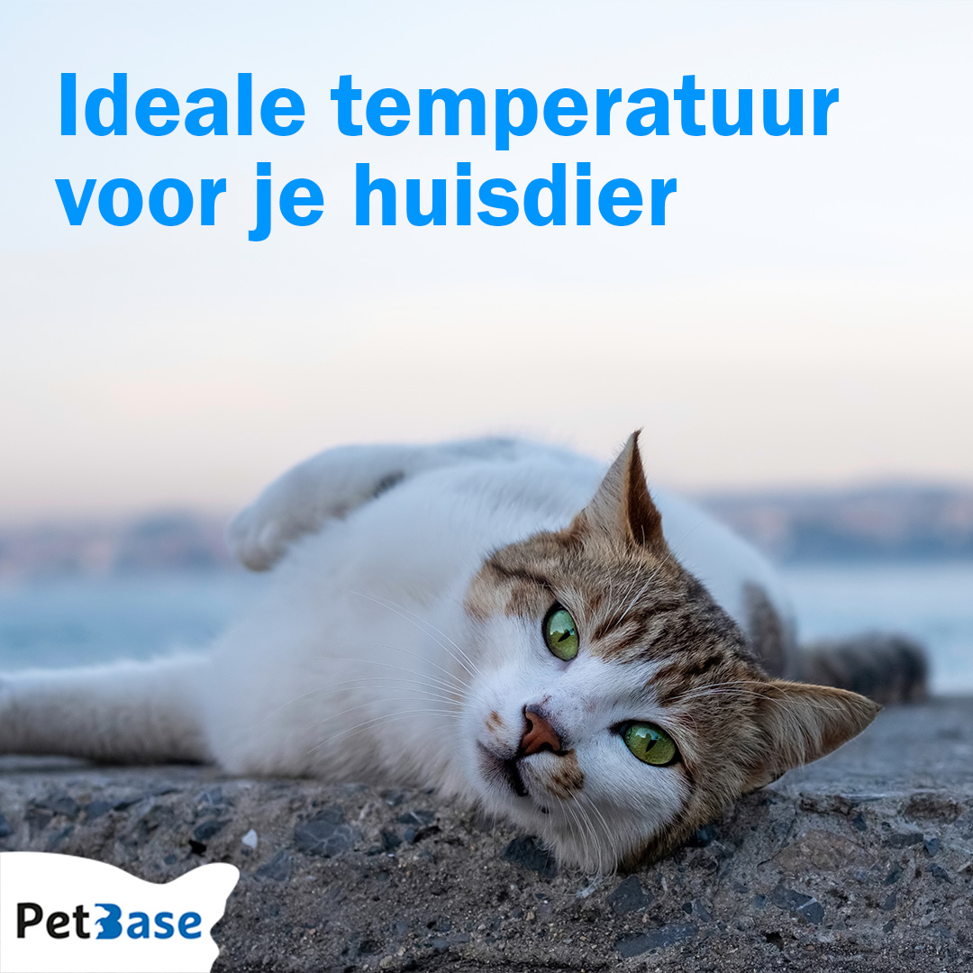 PetBase's tweet image. Tips voor een comfortabel leefklimaat voor je huisdier! Let op de lichaamstemperatuur, creëer een ideale temperatuur in huis en zorg voor schaduw buiten. 

Lees meer op: petbase.eu/ideale-tempera… #huisdieren #comfort #temperatuur 🌡️🏡