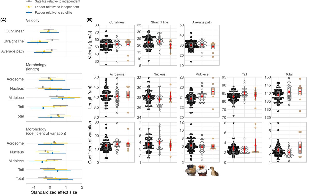 MartBulla's tweet photo. Sperm trait differences between three genetically determined morphs of ruff sandpiper
https://t.co/SuPRaRn1iv

#ornithology #wader #shorebirds

@fzpczu

@MPIforBI https://t.co/LHvClJ3sRu