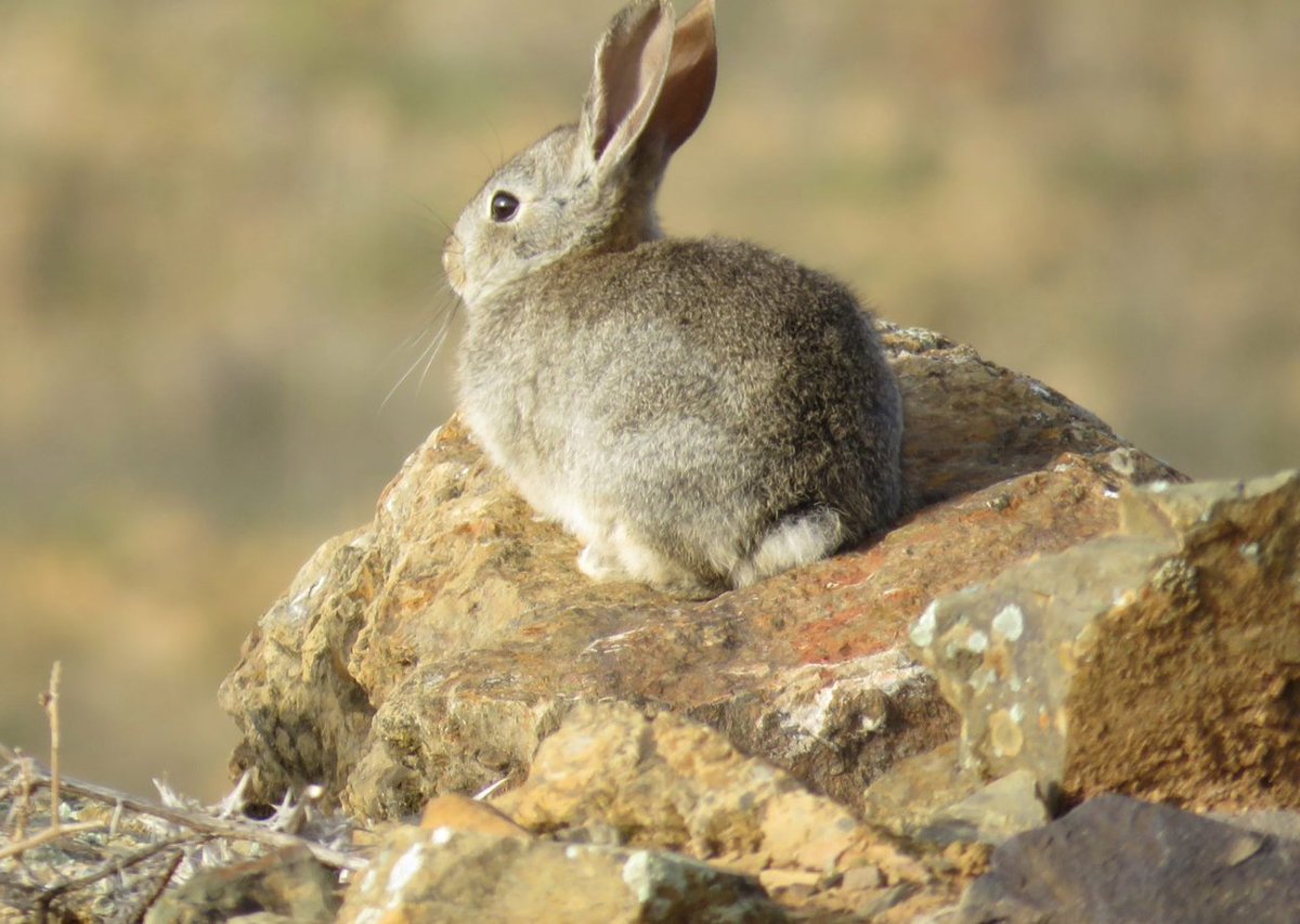 FCBD_Habitat's tweet photo. Esta semana volvemos a hablar de nuestro pequeño #héroesincapa: el #conejodemonte. ⚡🐰⚡
Ya sabéis que desde @LIFEiberconejo trabajamos para el fomento y gestión de este lagomorfo. ¿Por qué? Porque es una de las #especies que más servicios #ecosistémicos ofrece. #iberconejo https://t.co/BIwkgMxR70
