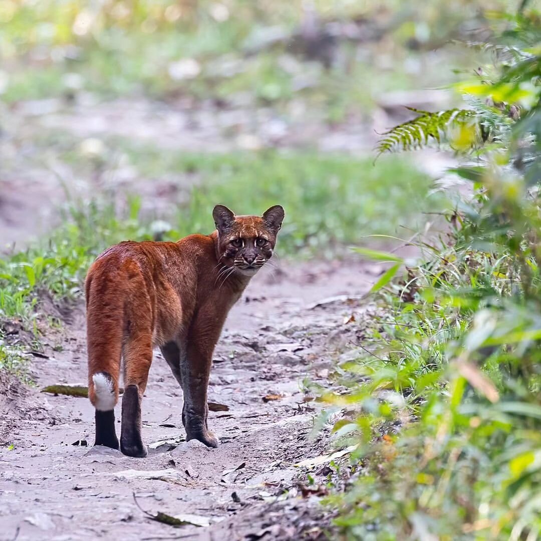 This particular sighting of Asian golden cat was the best one to date. The #species has been remarked under Near Threatened on the IUCN Red List since 2008.
#Photo by instagram.com/dalvishashank 

#wildcats #nature #ArunachalPradesh #explorewildindia