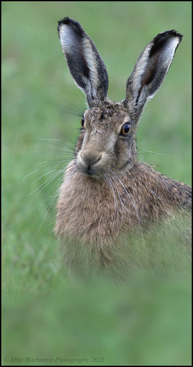 #BrownHare in the uplands of the #BreconBeacons the other day, photographed using a dry stone wall as cover. #wales #wildlife #nature #Hare @BBCSpringwatch @BBCEarth @WildlifeTrusts @BannauB #wildlifephotography #mammal #photography @CanonUKandIE @SigmaImagingUK @NatGeoPhotos