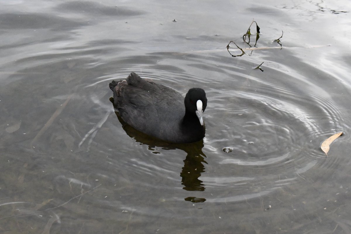 milobirdtime's tweet photo. eurasian coot #birds #birding #BirdsOfTwitter #birdphotography #coot https://t.co/uQ6XetCLQL