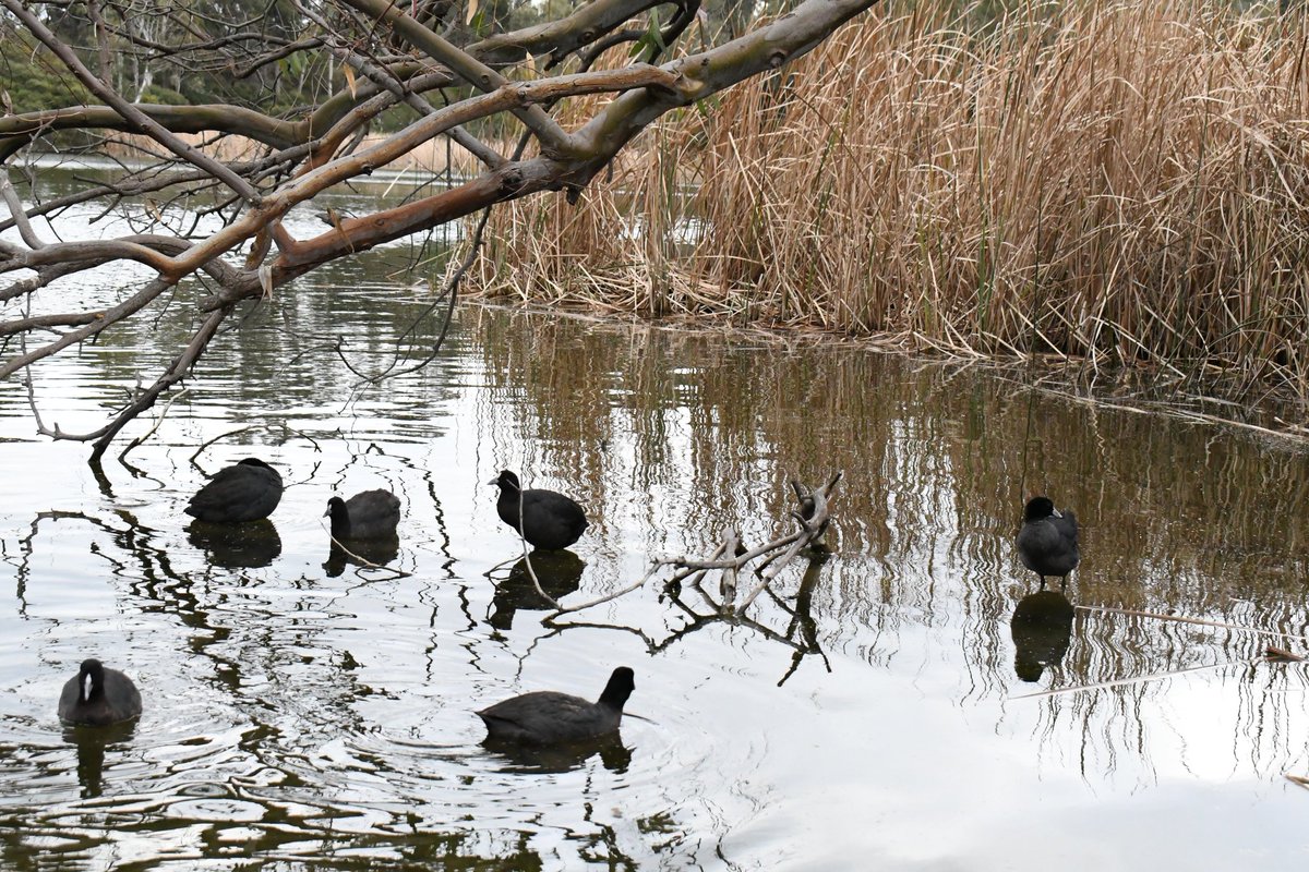 milobirdtime's tweet photo. eurasian coot #birds #birding #BirdsOfTwitter #birdphotography #coot https://t.co/uQ6XetCLQL