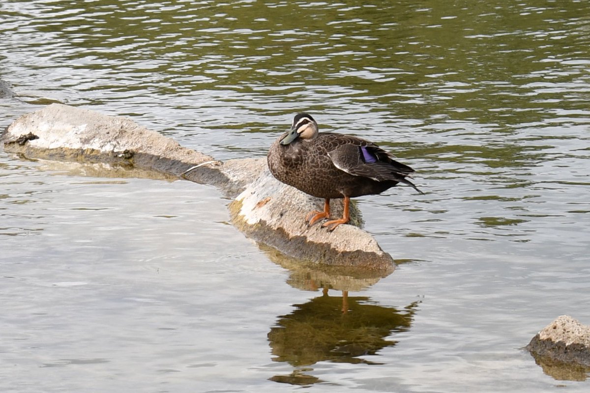 milobirdtime's tweet photo. pacific black duck #birds #birding #BirdsOfTwitter #birdphotography #Ducks https://t.co/qtqRa2d0I4