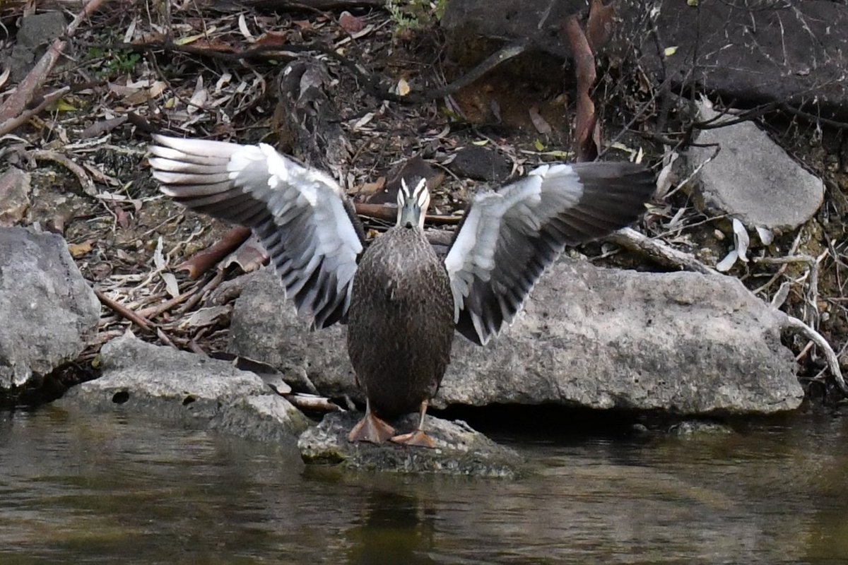 milobirdtime's tweet photo. pacific black duck #birds #birding #BirdsOfTwitter #birdphotography #Ducks https://t.co/qtqRa2d0I4