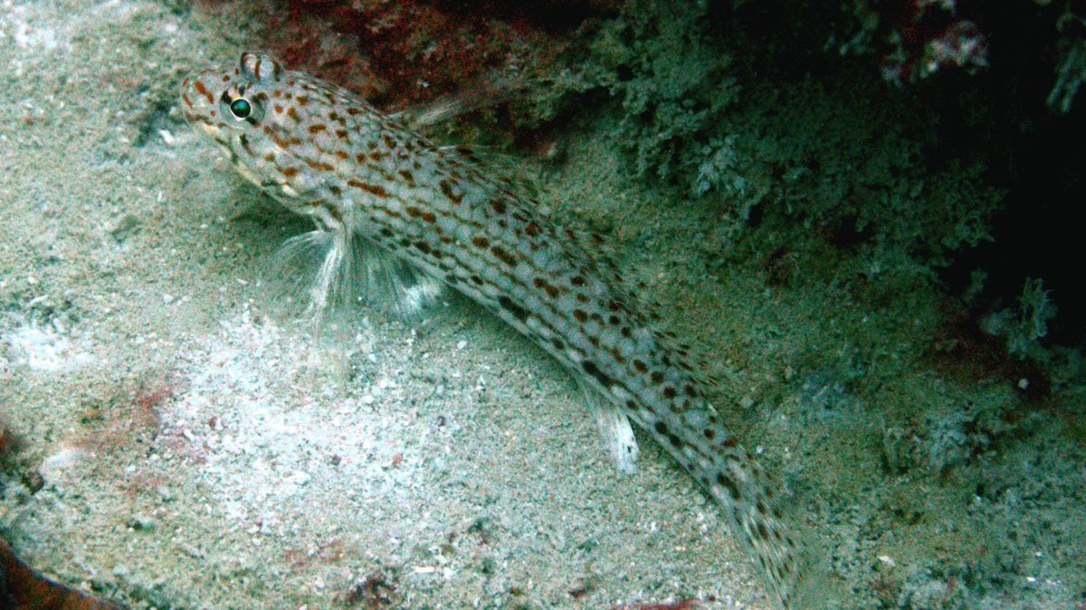 Glenn Moore (@westozfish) on Twitter photo A new paper in Limnology & Oceanography: Methods demonstrating a portfolio approach of visual, extractive, and molecular methods to detect tropical cryptobenthic fish biodiversity. Led by Cindy Bessey <a href="/CSIRO/">CSIRO</a> with <a href="/jgertza/">Jordan Goetze</a> <a href="/FultoFish/">Chris Fulton</a>, me and others
doi.org/10.1002/lom3.1… A new paper in Limnology & Oceanography: Methods demonstrating a portfolio approach of visual, extractive, and molecular methods to detect tropical cryptobenthic fish biodiversity. Led by Cindy Bessey <a href="/CSIRO/">CSIRO</a> with <a href="/jgertza/">Jordan Goetze</a> <a href="/FultoFish/">Chris Fulton</a>, me and others
doi.org/10.1002/lom3.1…