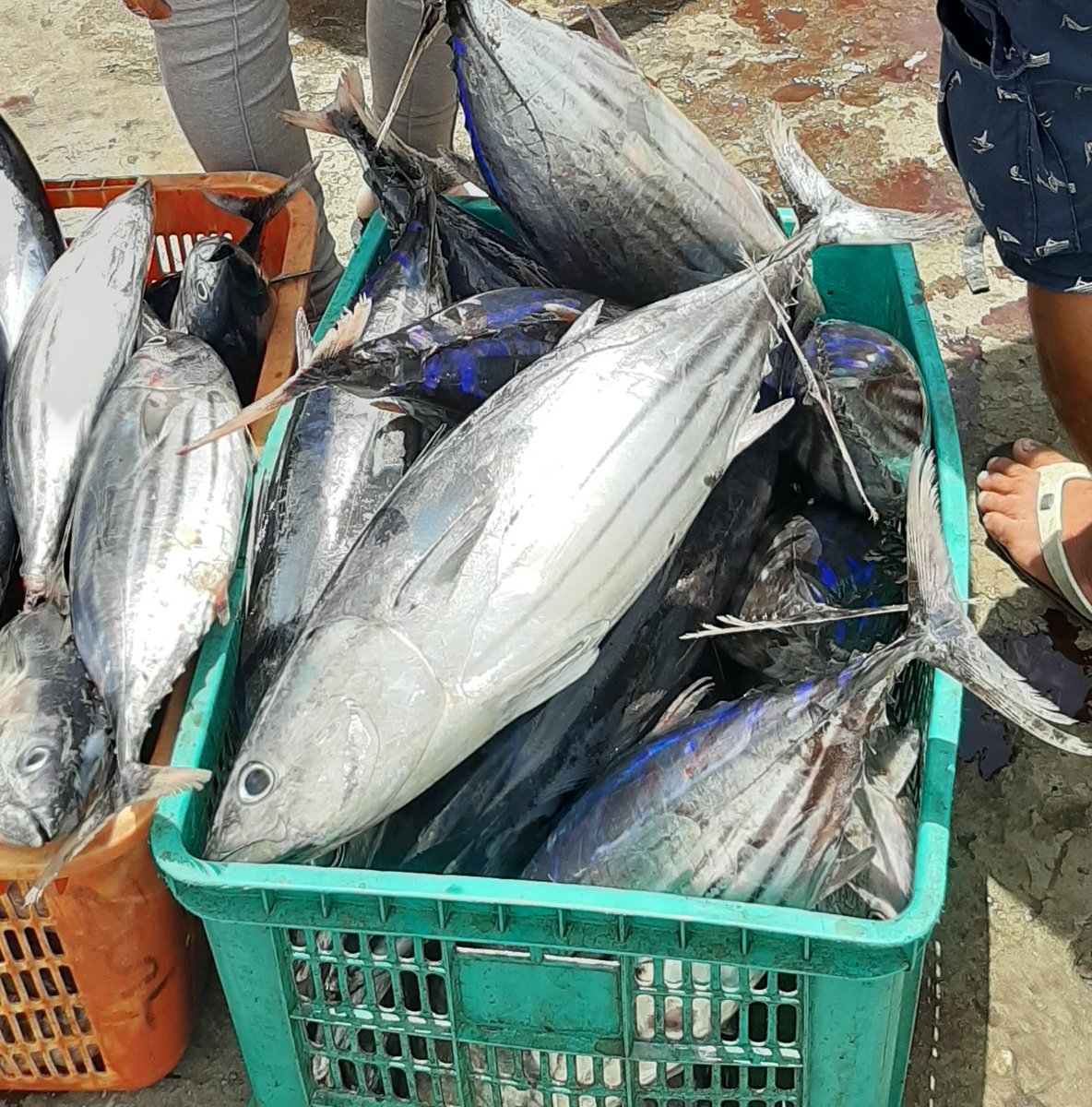PiSunarsi's tweet photo. Senin, 31/07/23, Sunarsi Ibrahim, Luhkan Kab. Halmahera Selatan. Hasil tangkap bapak Jamaludin KUB Pasi Dodomo, ikan cakalang 120 kg. Dengan harga jual 25.000/kg.
#GiatLuhkanSatminkalAmbon 
@BP3_Ambon 
#Luhlapor https://t.co/R8UCjbWCX2