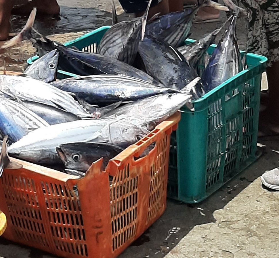PiSunarsi's tweet photo. Senin, 31/07/23, Sunarsi Ibrahim, Luhkan Kab. Halmahera Selatan. Hasil tangkap bapak Jamaludin KUB Pasi Dodomo, ikan cakalang 120 kg. Dengan harga jual 25.000/kg.
#GiatLuhkanSatminkalAmbon 
@BP3_Ambon 
#Luhlapor https://t.co/R8UCjbWCX2