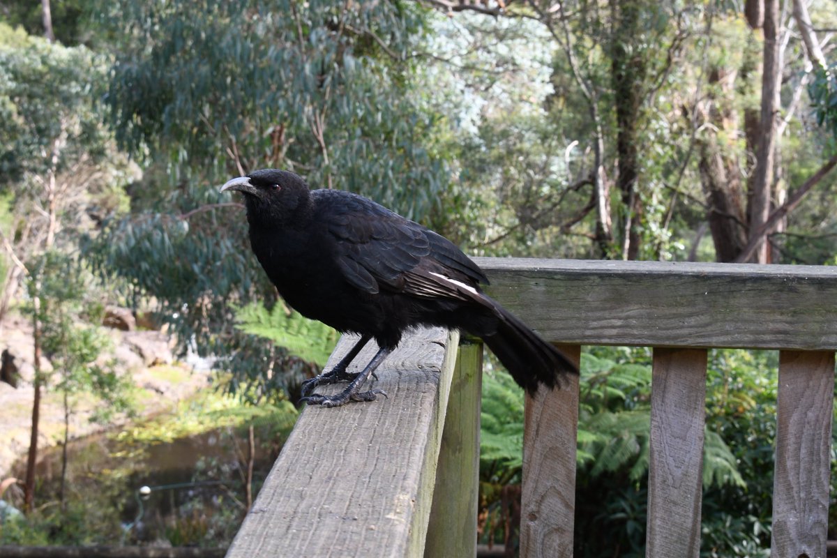 milobirdtime's tweet photo. white winged chough #birds #BirdsOfTwitter #birding #birdphotography #choughs https://t.co/XLxdWeF4Zu