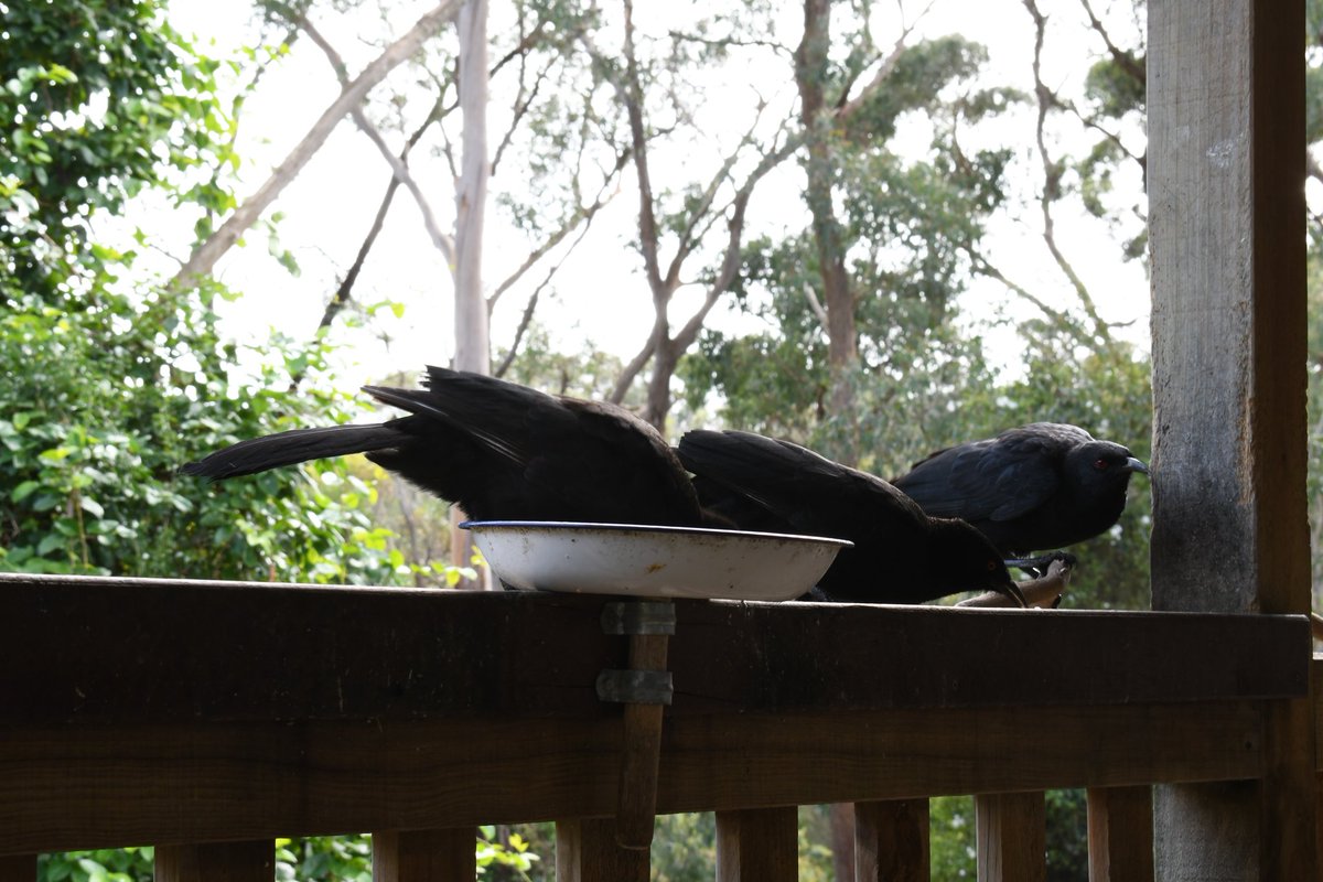 milobirdtime's tweet photo. white winged chough #birds #BirdsOfTwitter #birding #birdphotography #choughs https://t.co/XLxdWeF4Zu