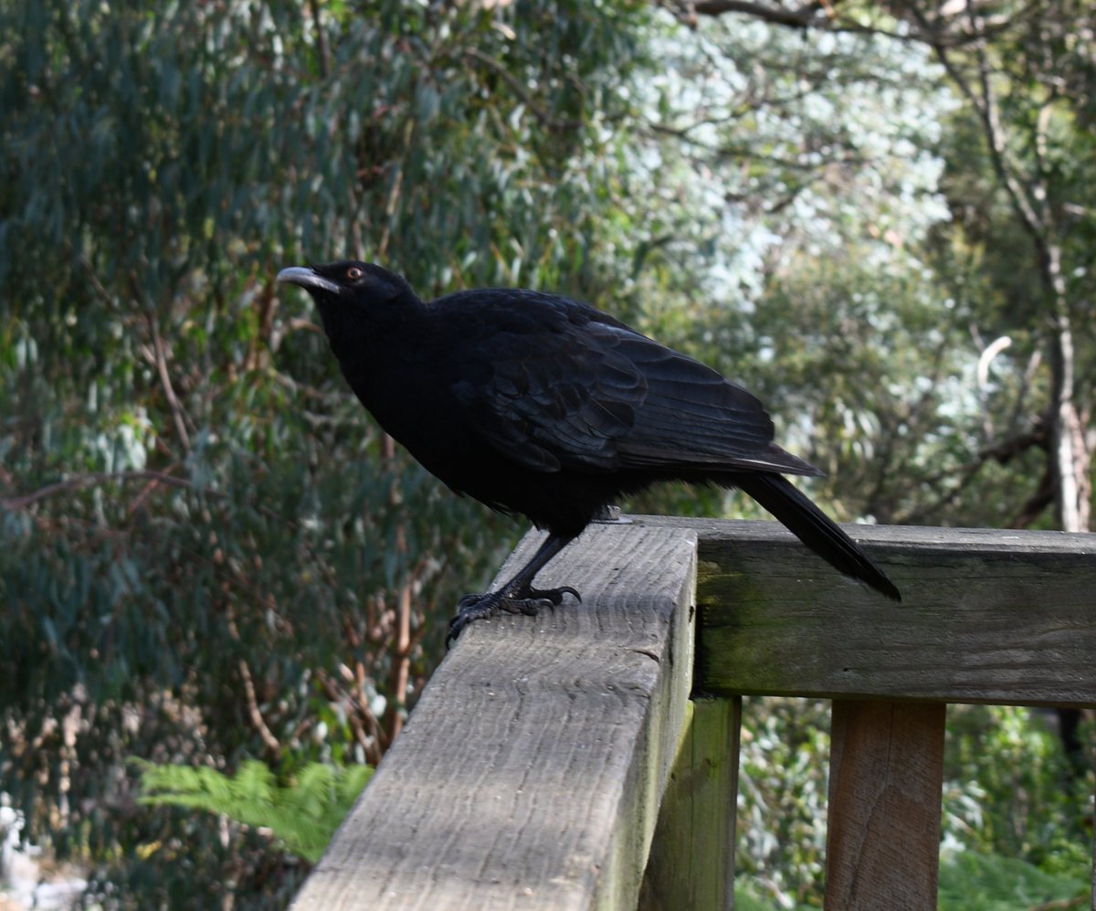 milobirdtime's tweet photo. white winged chough #birds #BirdsOfTwitter #birding #birdphotography #choughs https://t.co/XLxdWeF4Zu