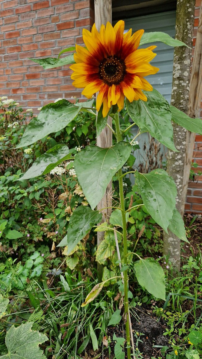 Moin, ihr Süßen, 
Wollte nur mal " Hallo" sagen und Euch diesen Sonnengruß schicken.🐸