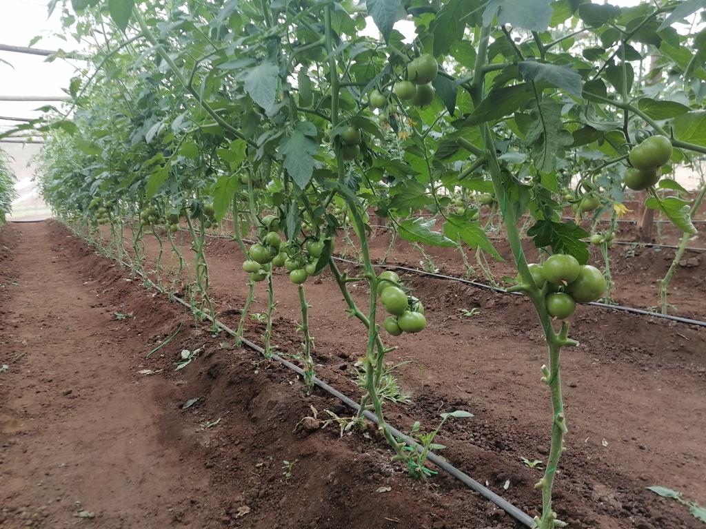 ChampionSpirit's tweet photo. One two... sampling the onions,🧅 and the cabbages are now hitting the market. Tomatoes growing well...🍅 Third quarter season done💯
#CommercialGarden
#FeedZimbabwe
#LiveHealthy
#IratiOnion
#TrinityTomato
#Star3311Cabbage https://t.co/CQ0jKNn6Vi