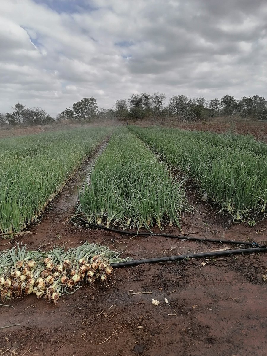 ChampionSpirit's tweet photo. One two... sampling the onions,🧅 and the cabbages are now hitting the market. Tomatoes growing well...🍅 Third quarter season done💯
#CommercialGarden
#FeedZimbabwe
#LiveHealthy
#IratiOnion
#TrinityTomato
#Star3311Cabbage https://t.co/CQ0jKNn6Vi