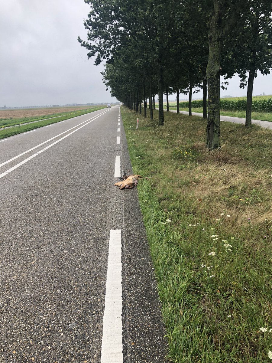 WIS_Sven's tweet photo. Op de #N285 hmp 14.4 links ligt een aangereden ree in de berm. Ik blijf terplaatsen tot @wildaanrijding terplaatsen is om de ree te verwijderen. @RWSverkeersinfo @Brabant https://t.co/TefrlTpIBT